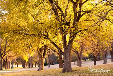 Trees with yellow leaves